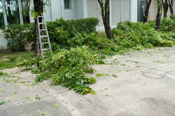 The Steps Involved in Our Tree Care Process in East Dubuque, IL